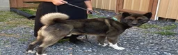 Akita dogs for sale: Richard - Ad 5