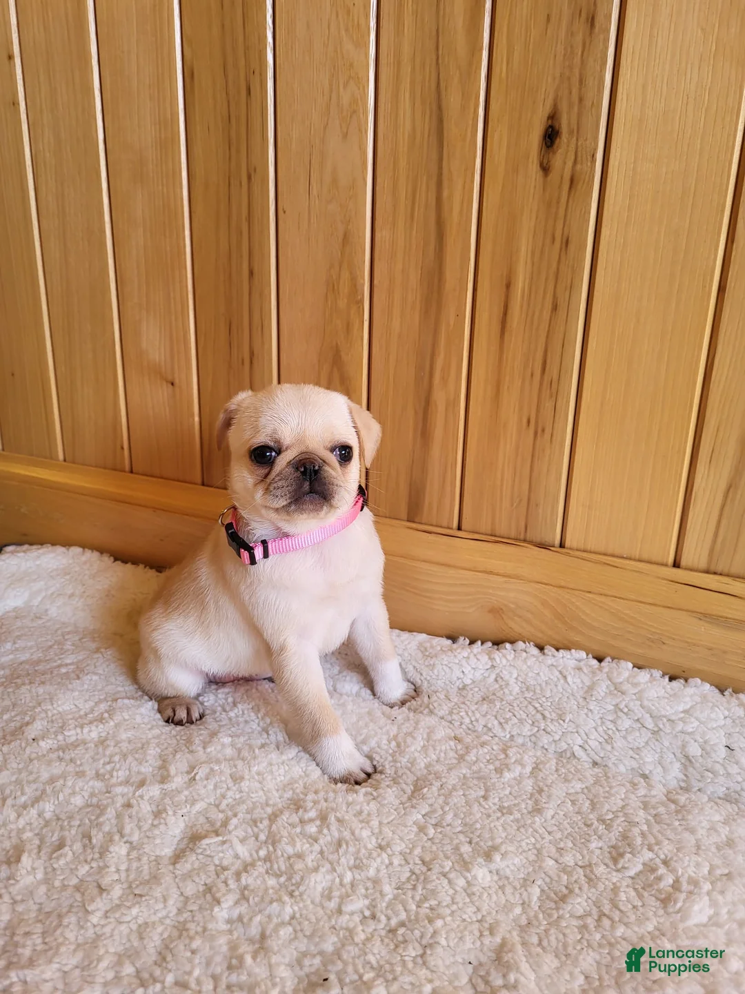 Pug dogs for sale: Blaire - Ad 2