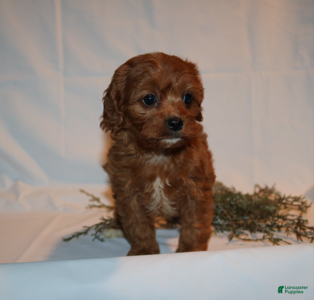 Cavapoo dogs for sale: Stacey  - Ad 4