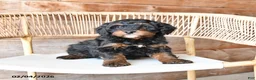 Mini Bernedoodle dogs for sale: Pepper - Ad 4