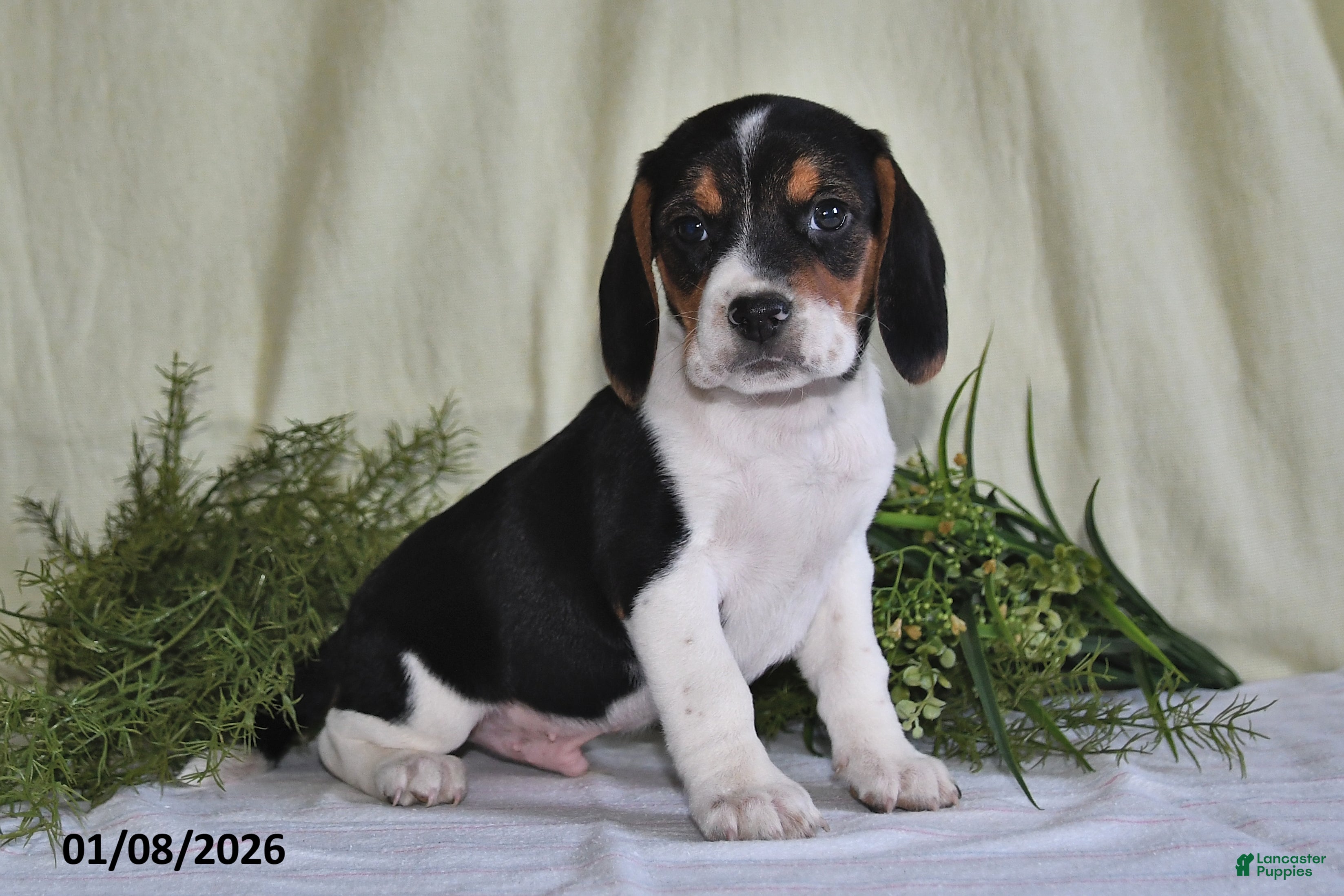 Beagle dogs Logan - Ad 10