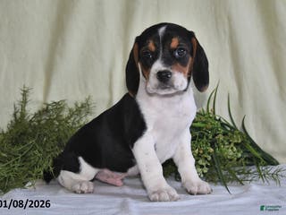 Beagle dogs Logan - Ad 10