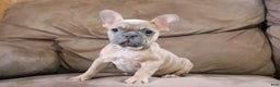 French Bulldog dogs for sale: Sugarplum - Ad 5