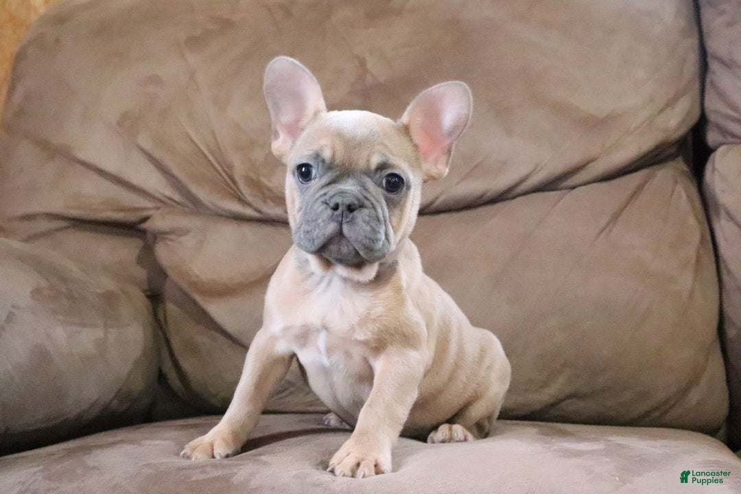 French Bulldog dogs for sale: Sugarplum - Ad 5