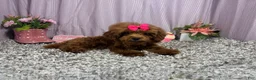 Toy Poodle dogs for sale: Toy Poodle 1 - Ad 3