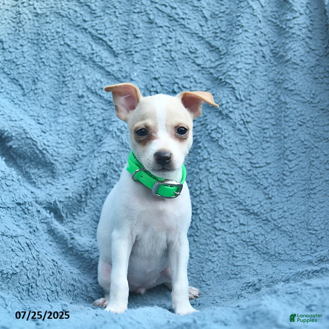 Taco Terrier Chihuahua Wire Terrier Mix Taco Terrier Chihuahua Toy