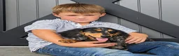 Dachshund dogs for sale: Dachshund 4 - Ad 5