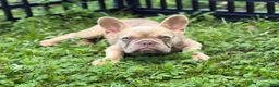 French Bulldog dogs for sale: Goldilocks - Ad 3
