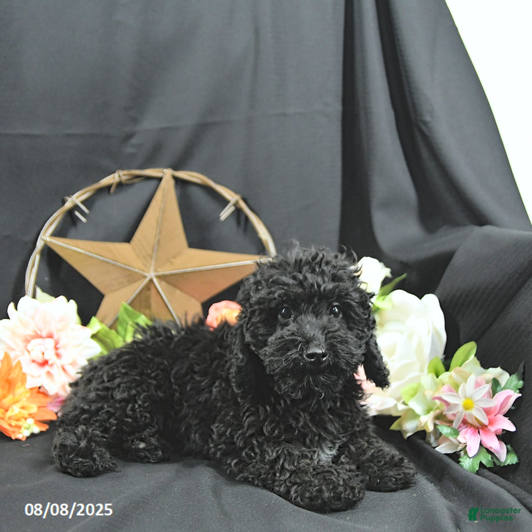 Miniature Poodle dogs for sale: Earl - Ad 8