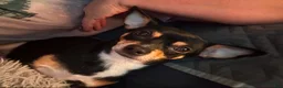 Chihuahua dogs for sale: Chihuahua Puppy 1 - Ad 2
