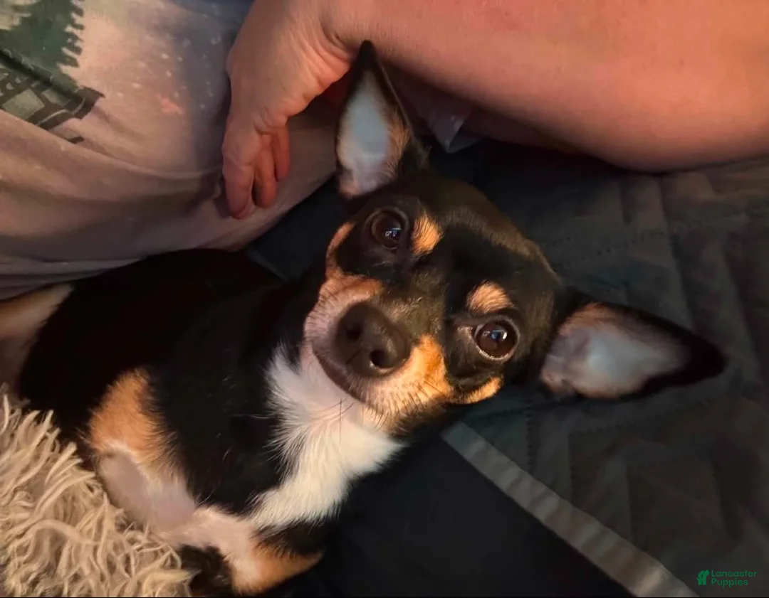 Chihuahua dogs for sale: Chihuahua Puppy 1 - Ad 2