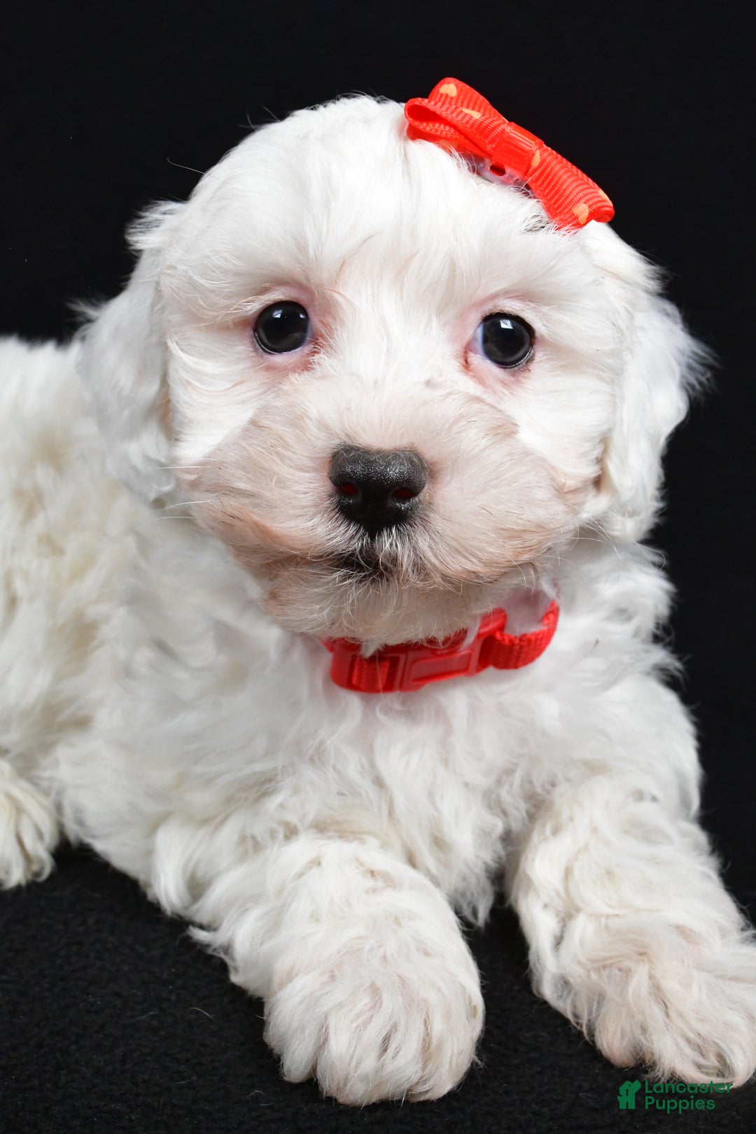 Maltipoo dogs for sale: Jasper - Ad 2