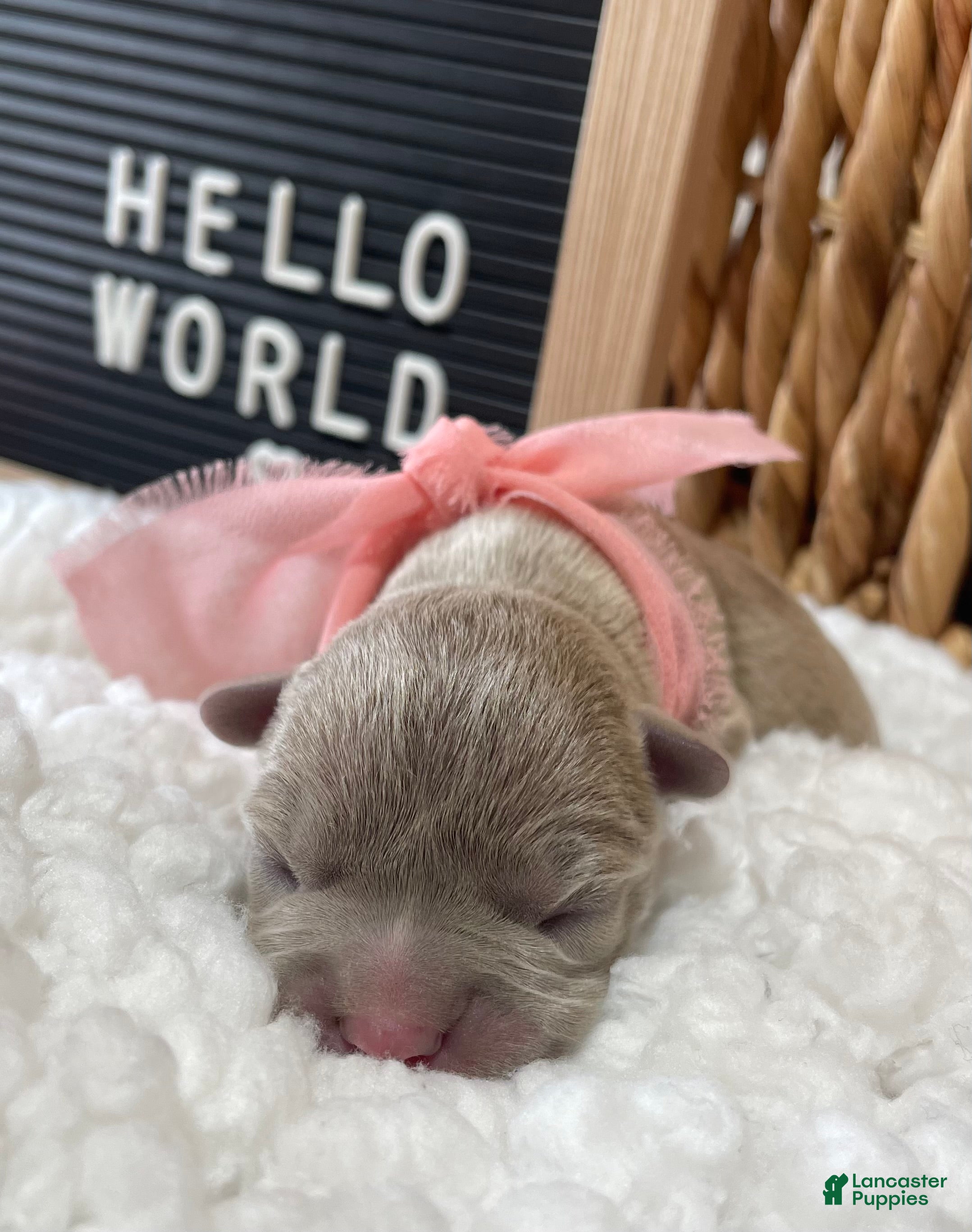 Frenchton dogs for sale: Button - Ad 1