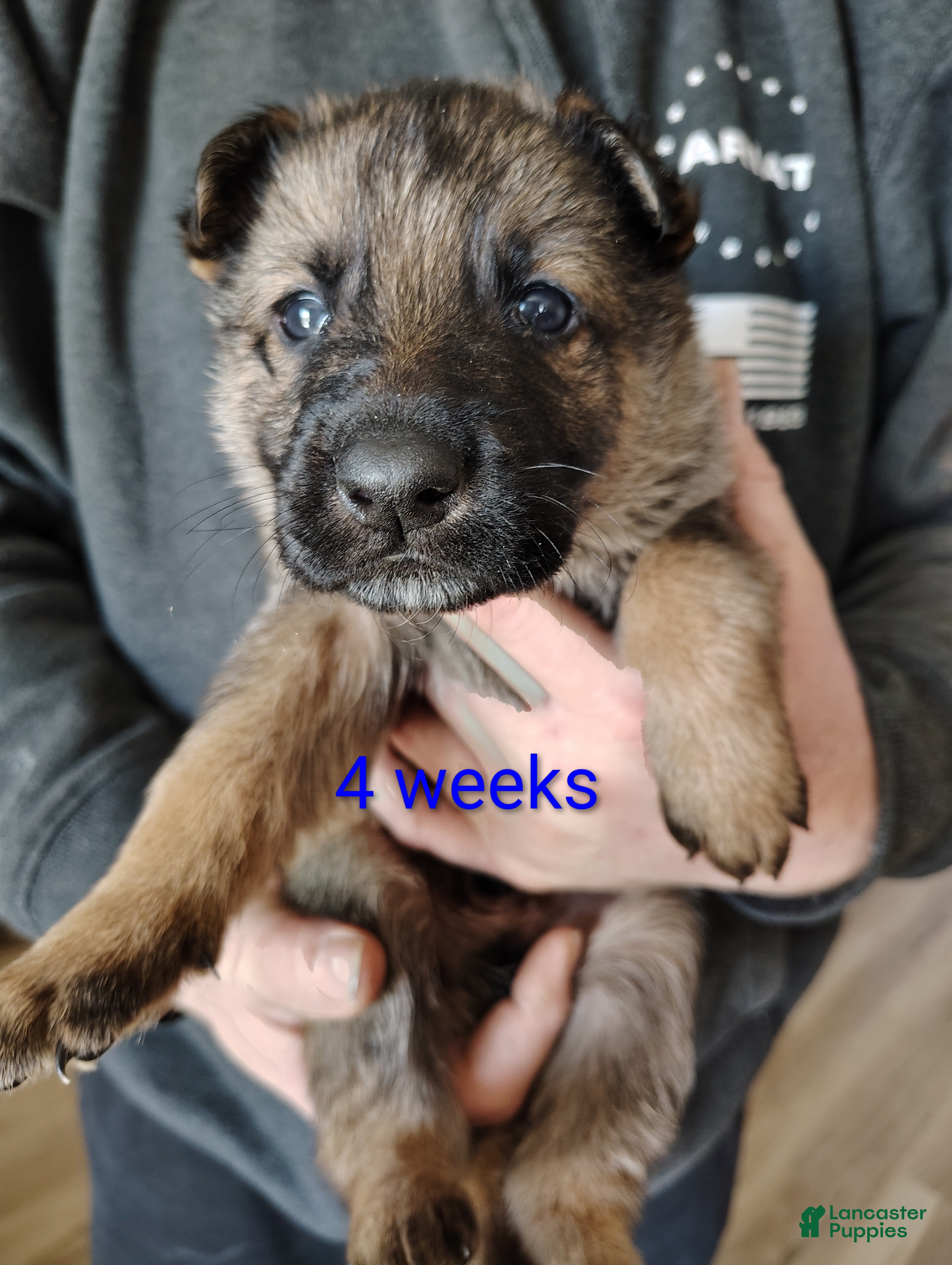 German Shepherd dogs Bluey  - Ad 1