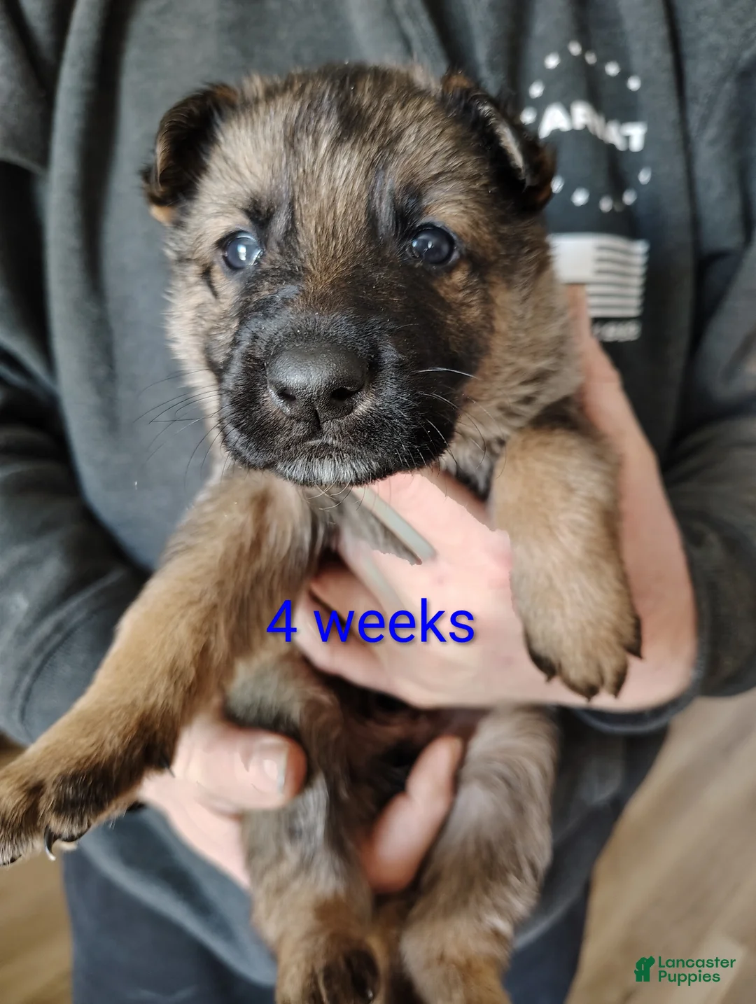 German Shepherd dogs for sale: Bluey  - Ad 1