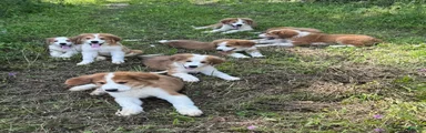 Mixed Breed 4