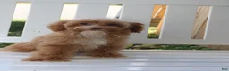 Shihpoo dogs for sale: Theo - Ad 7