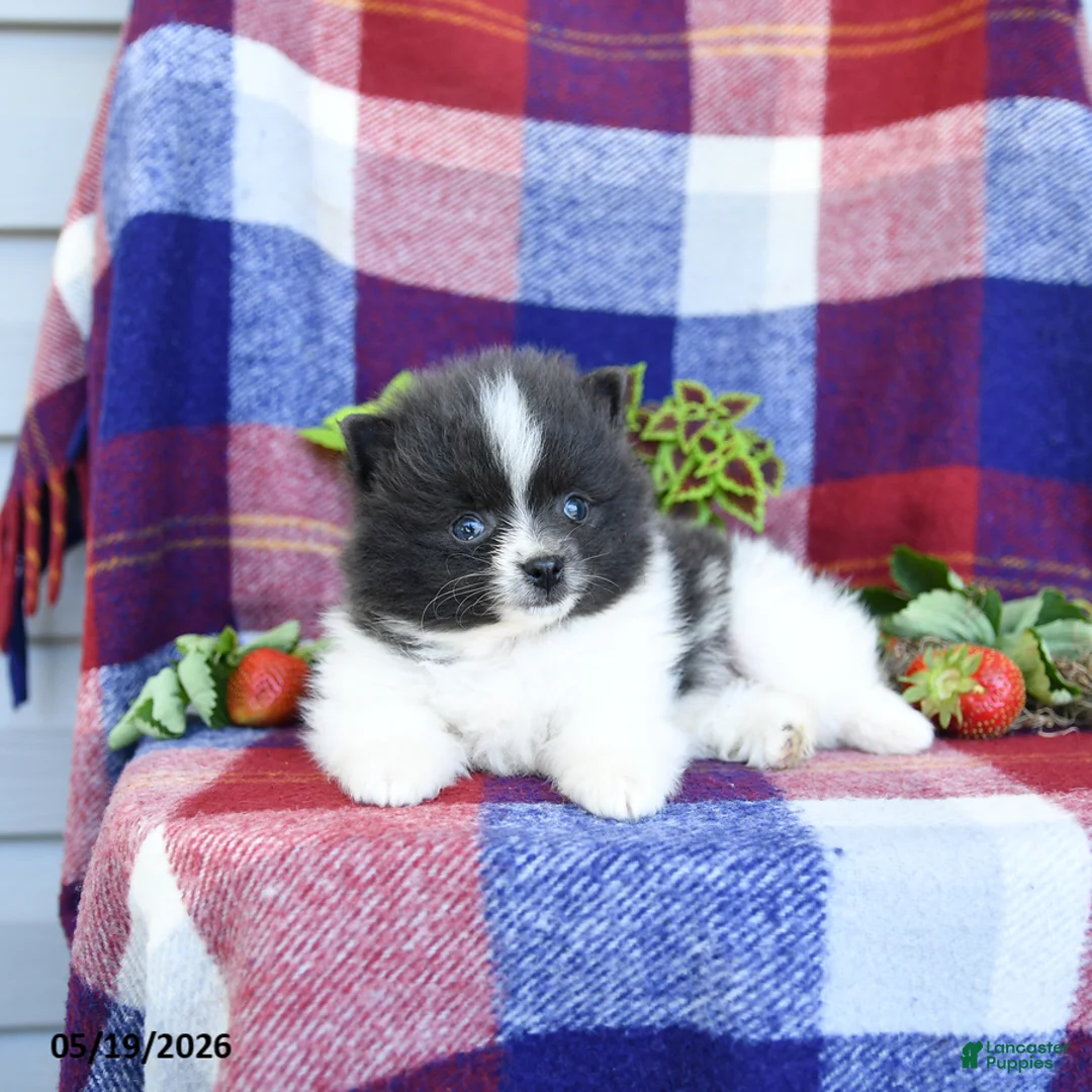Pomeranian dogs for sale: Flipper - Ad 2