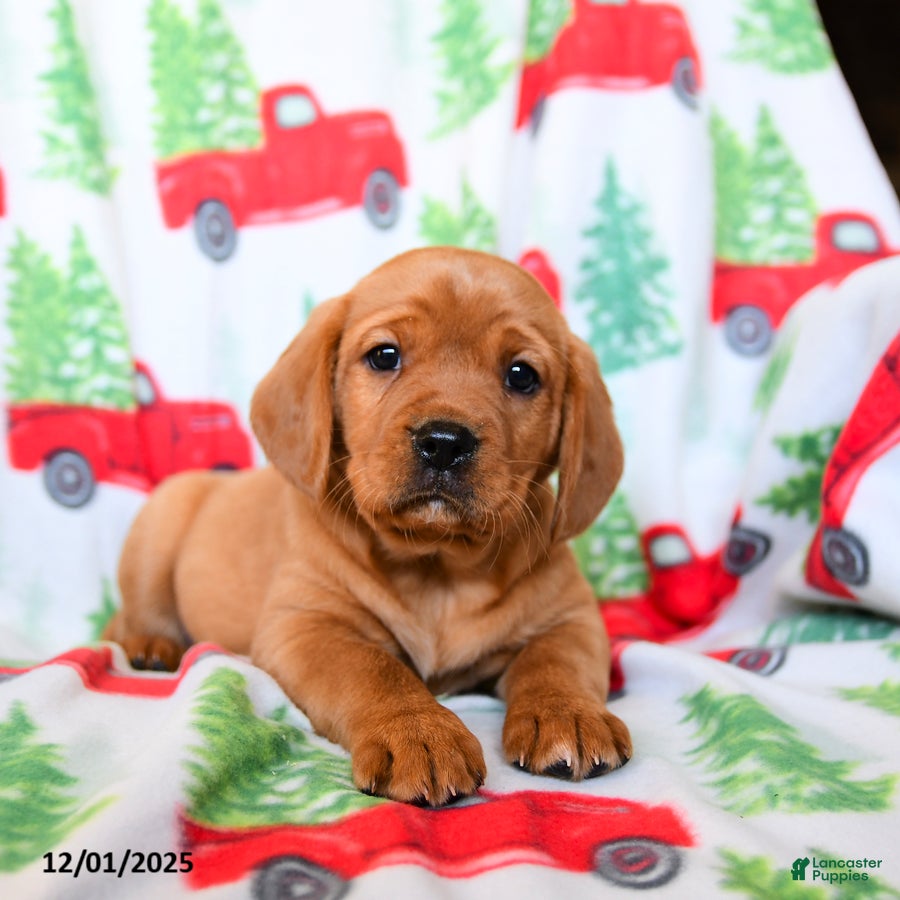 Mixed Breed dogs Rocket - Ad 6