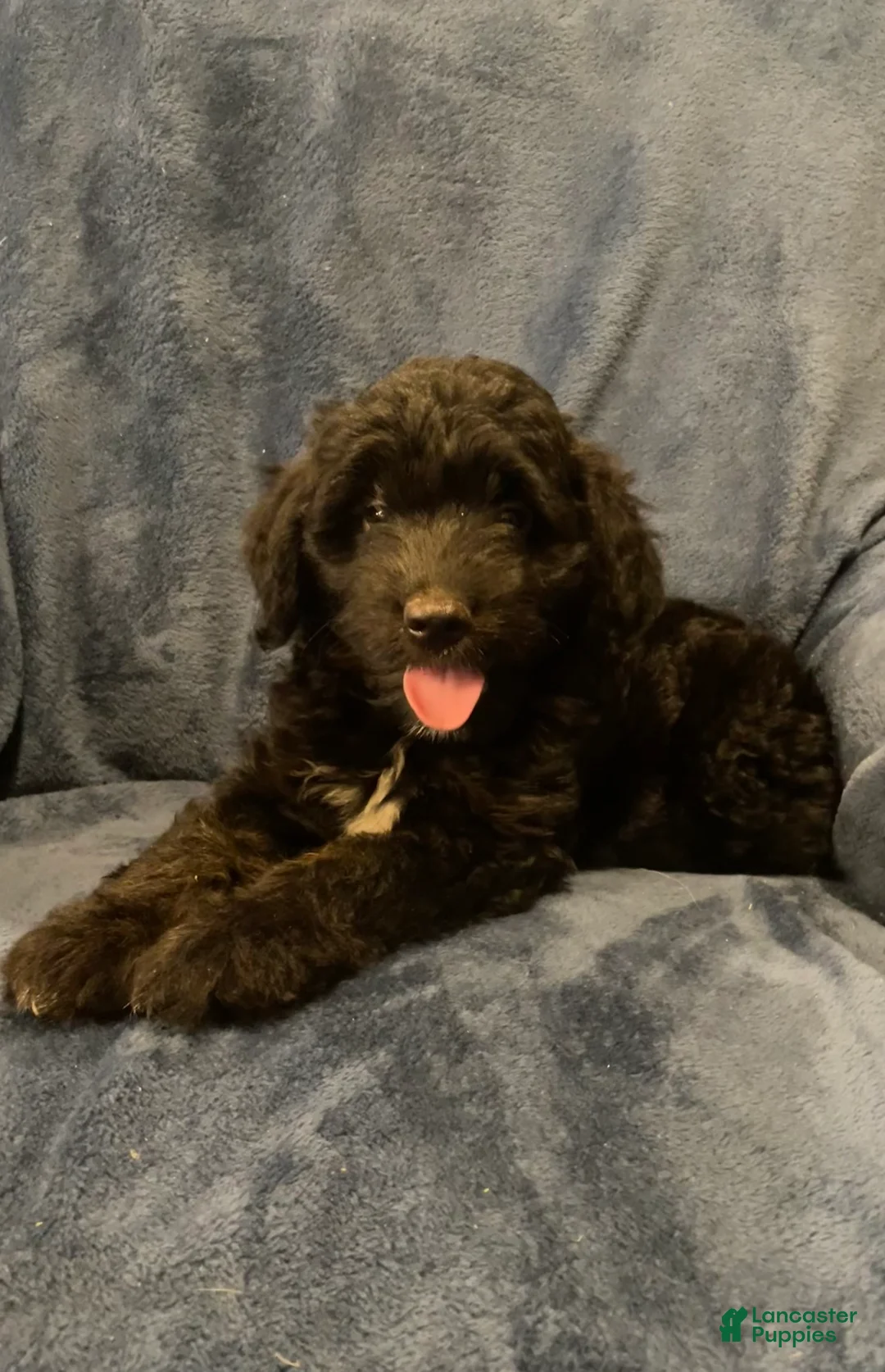 Mixed Breed dogs for sale: Fin - Ad 2