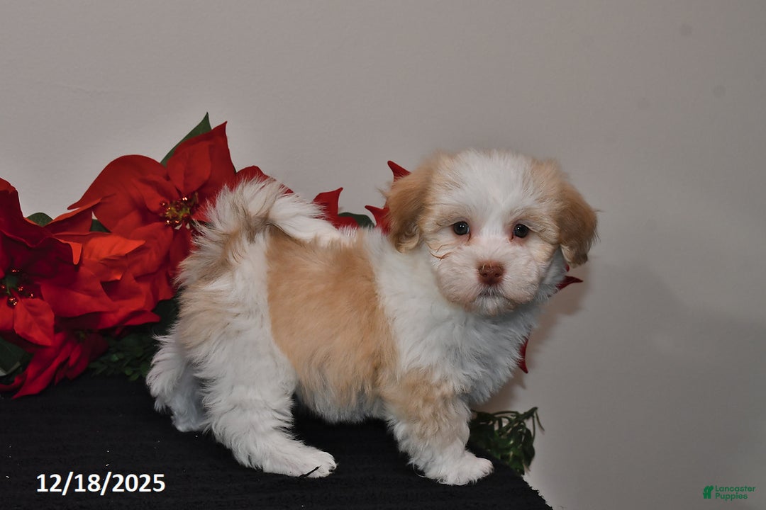 Havanese dogs for sale: Bella   - Ad 2
