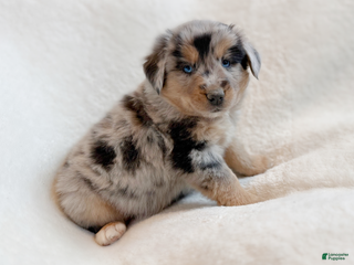 Miniature Australian Shepherd dogs Briar - Ad 1