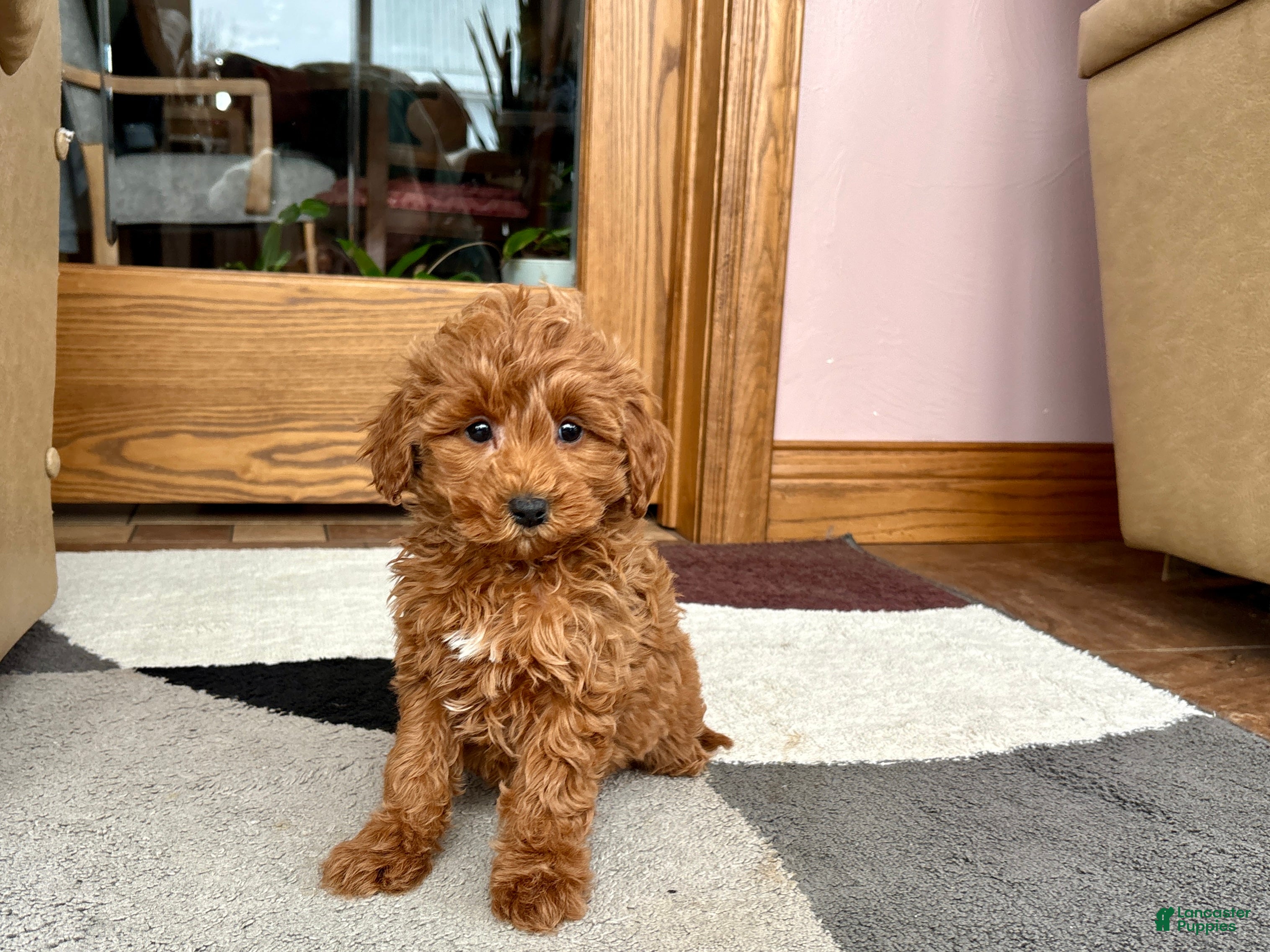 Cavapoo dogs Cavapoo female Puppy 5 - Ad 2