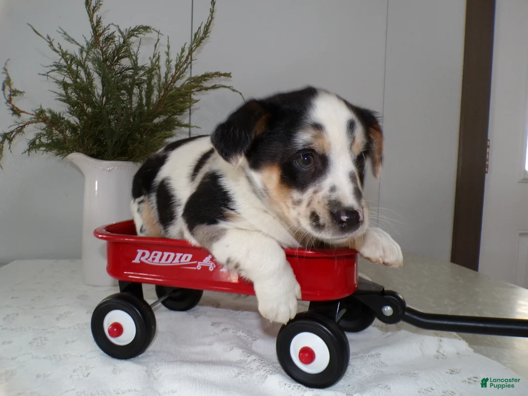 Mixed Breed dogs for sale: Mixed Breed Puppy 1 Oppy - Ad 5