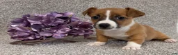 Jack Russell Terrier dogs for sale: Sailor - Ad 2