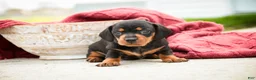 Miniature Dachshund dogs for sale: CeCe - Ad 4