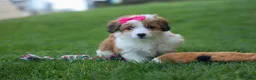Corgipoo dogs for sale: NALA - Ad 13