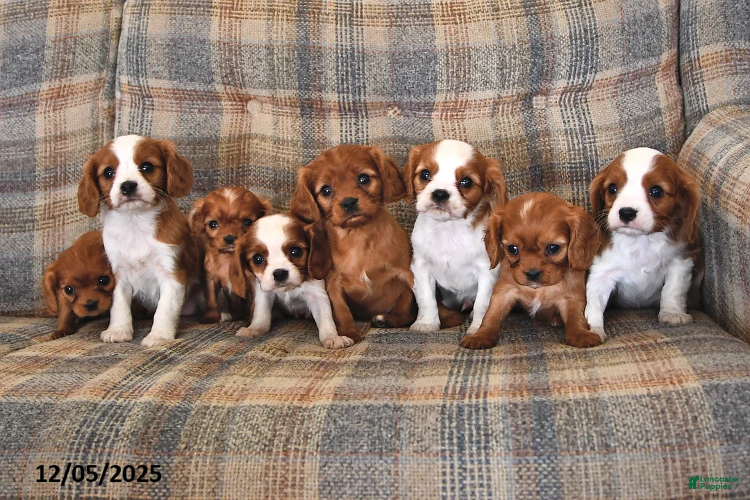 Cavalier King Charles Spaniel dogs for sale: Pansy - Ad 6