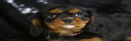 Cavalier King Charles Spaniel dogs for sale: Birdie - Ad 3