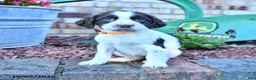 English Springer Spaniel dogs for sale: Becky - Ad 2