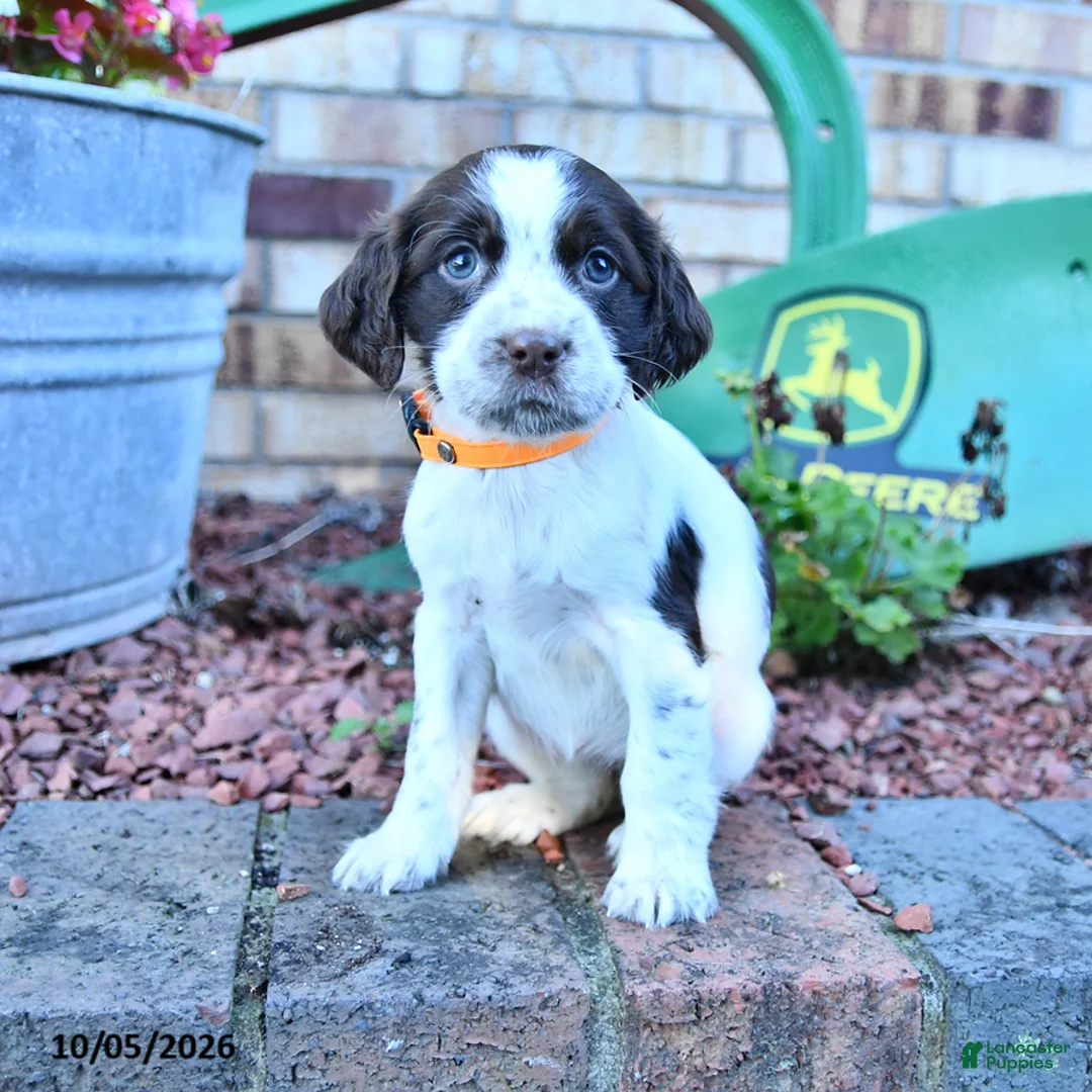English Springer Spaniel dogs for sale: Becky - Ad 2