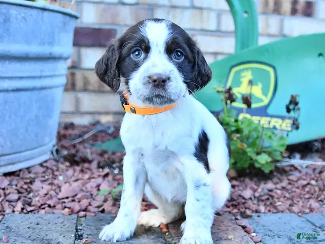 English Springer Spaniel dogs for sale: Becky - Ad 2