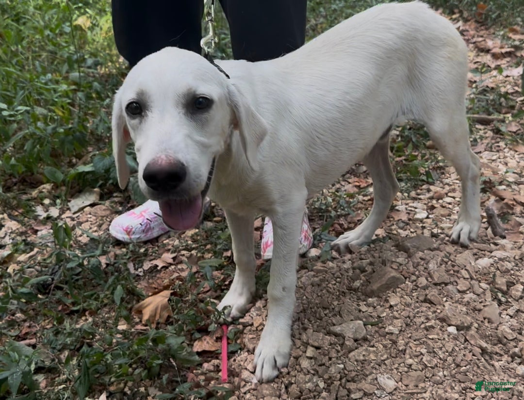 Labrador Retriever dogs for sale: Labrador Retriever Chester - Ad 2