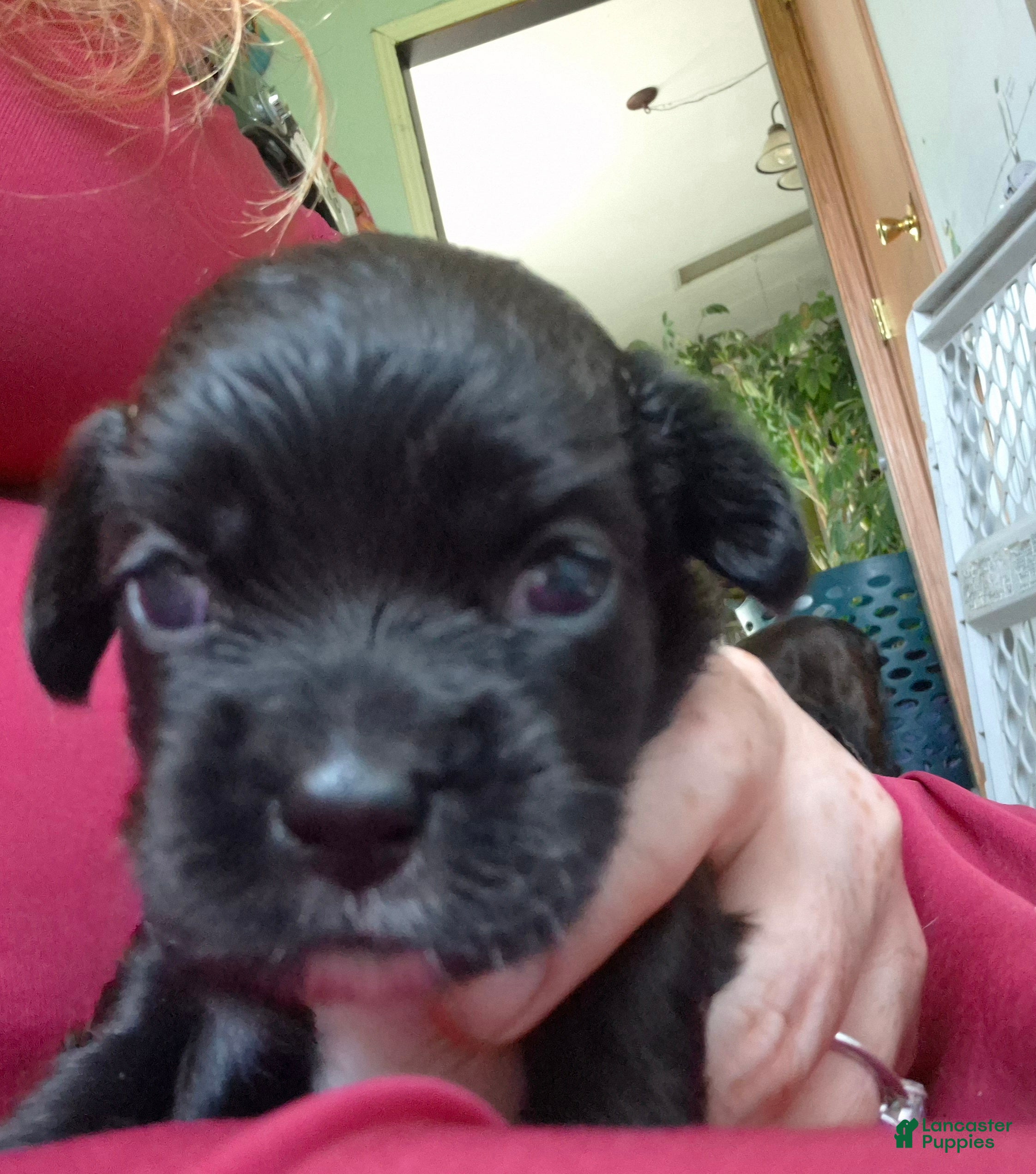 Mixed Breed dogs for sale: Mixed Breed 2 - Ad 3