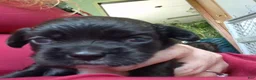 Mixed Breed dogs for sale: Mixed Breed 2 - Ad 1