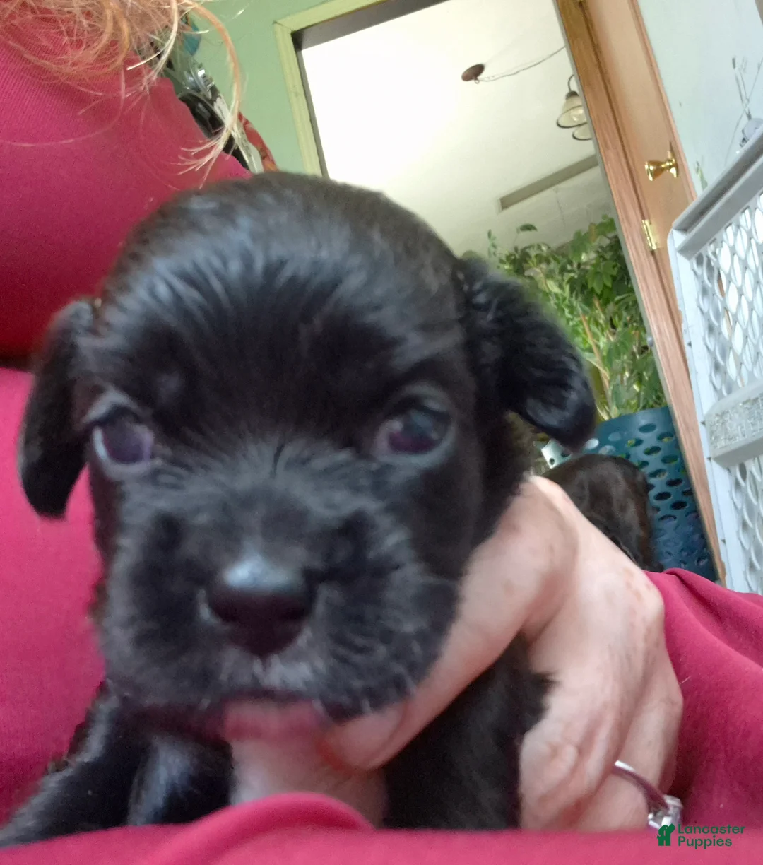 Mixed Breed dogs for sale: Mixed Breed 2 - Ad 1