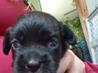 Mixed Breed dogs Mixed Breed 2 - Ad 36