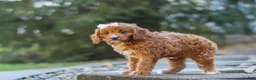 Cavapoo dogs for sale: Clover - Ad 4