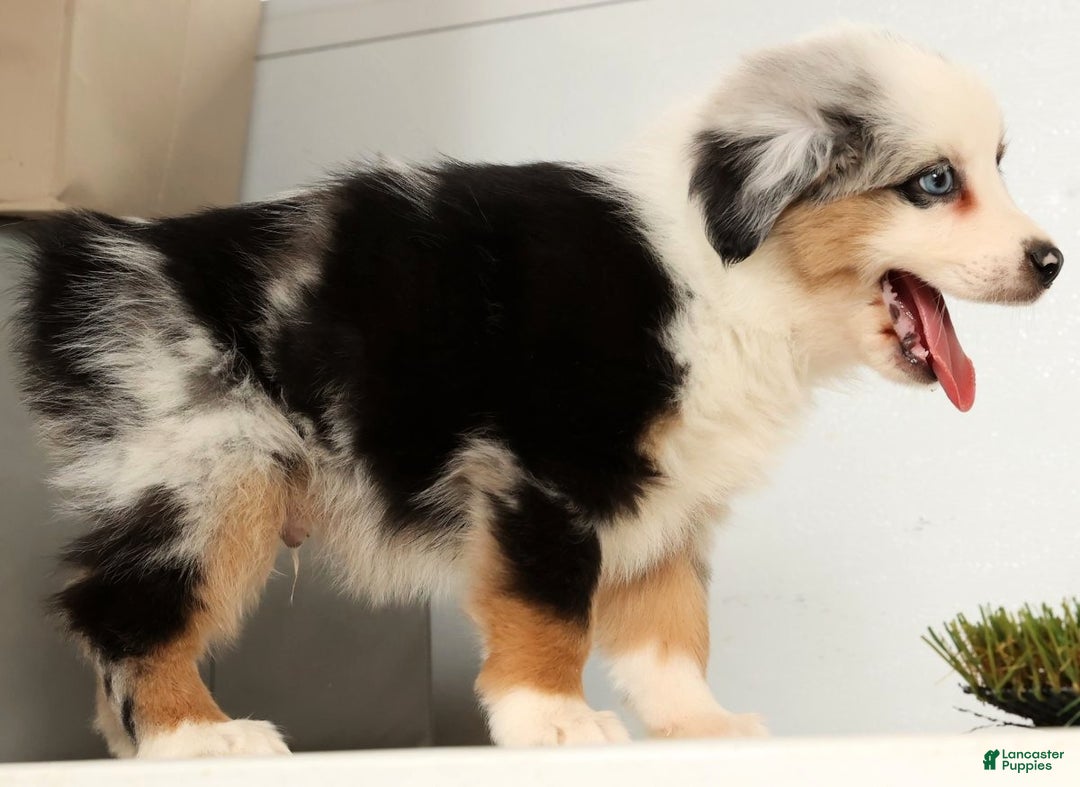 Miniature Australian Shepherd dogs for sale: Dexter - Ad 3
