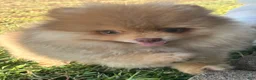 Pomeranian dogs for sale: Pomeranian 2 - Ad 3