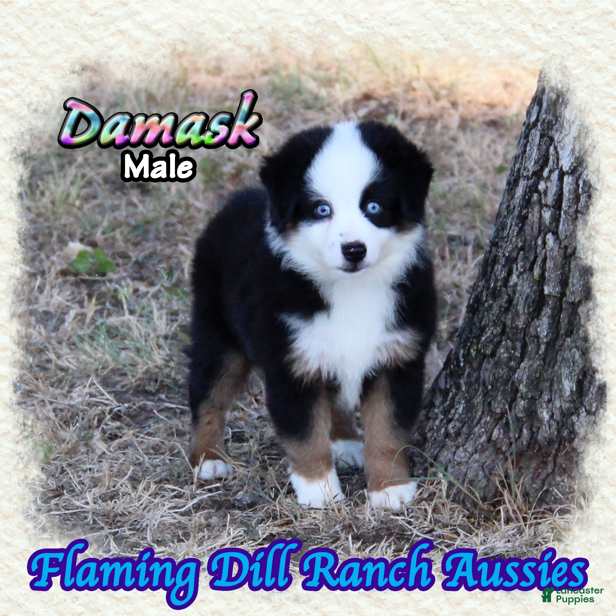 Miniature Australian Shepherd dogs for sale: Damask - Ad 2