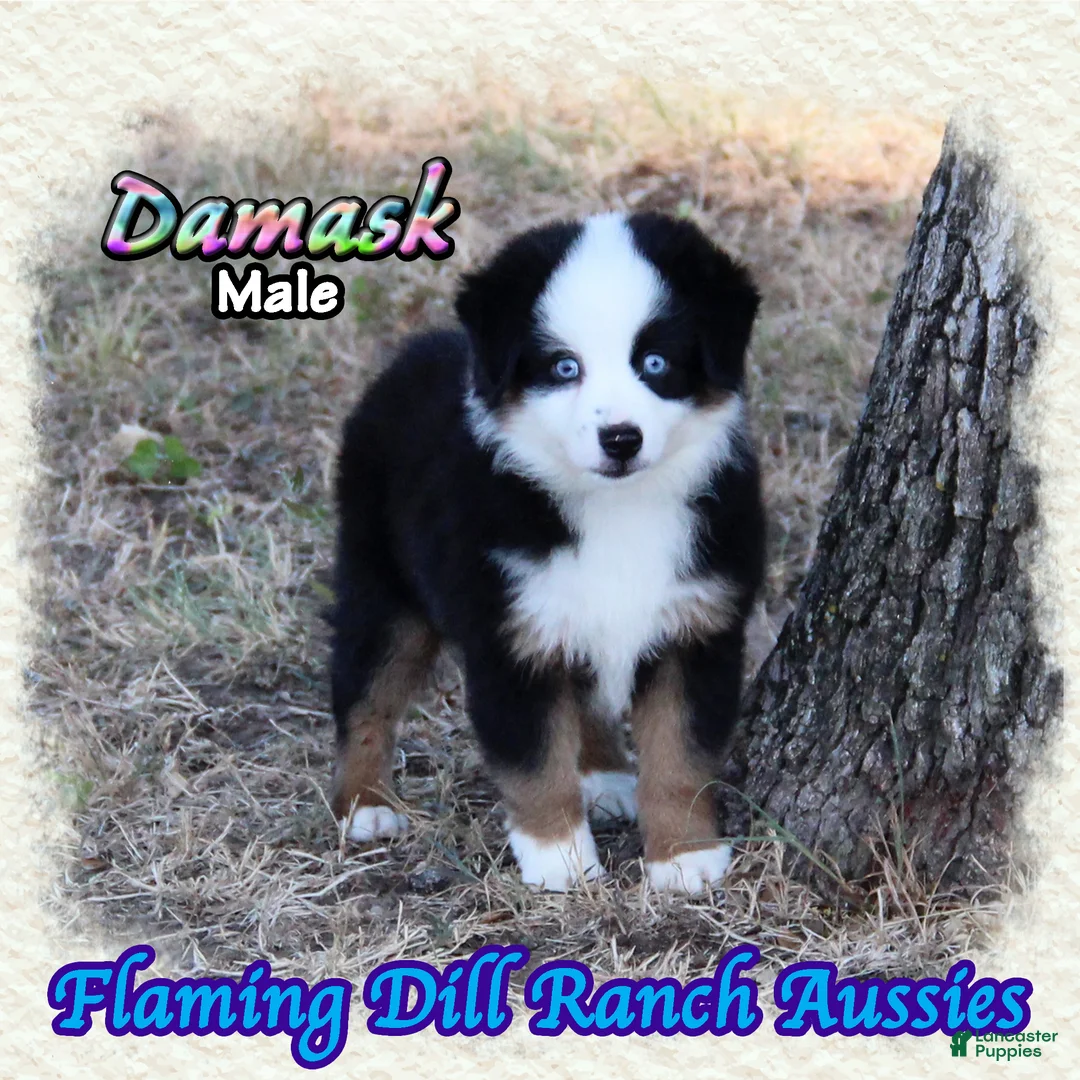Miniature Australian Shepherd dogs for sale: Damask - Ad 1