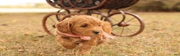 Mini Goldendoodle dogs for sale: Misty - Ad 2