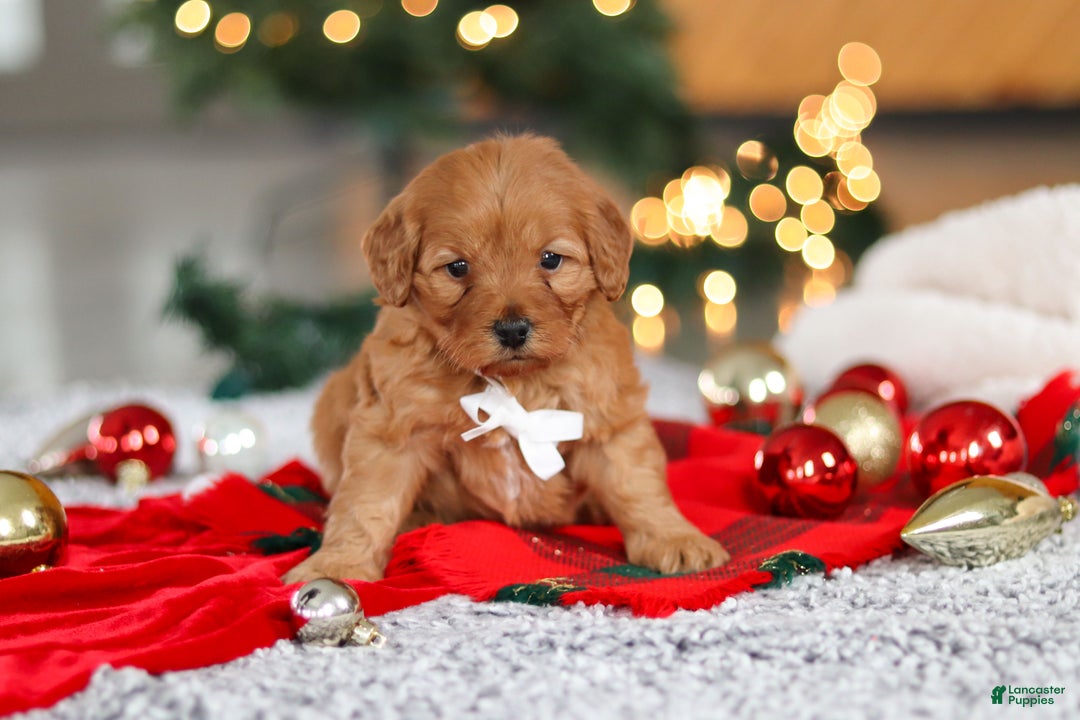 Mini Goldendoodle dogs for sale: Odin  - Ad 6