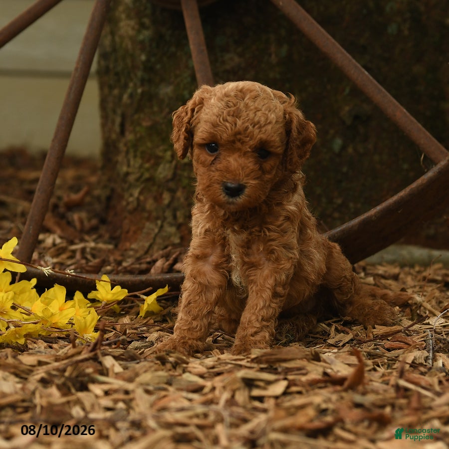 Goldendoodle dogs for sale: Honey - Ad 2