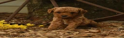 Goldendoodle dogs for sale: Honey - Ad 1